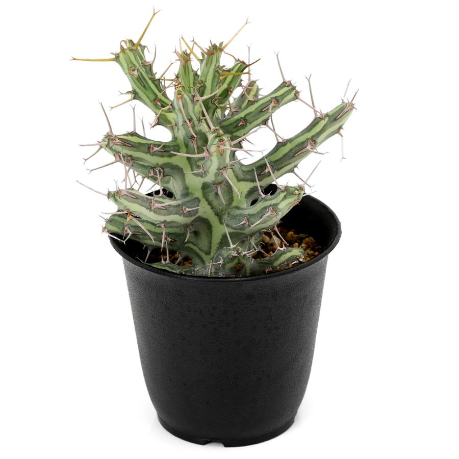 多肉植物）一点物 ユーフォルビア シザカンサ 2．5号（1鉢