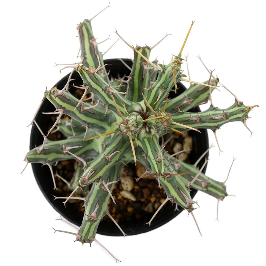 多肉植物）一点物 ユーフォルビア シザカンサ 2．5号（1鉢