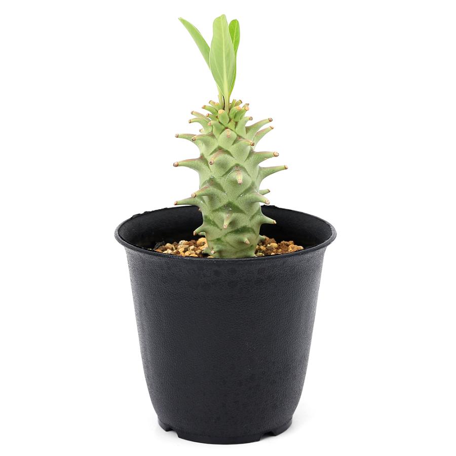 多肉植物）一点物 ユーフォルビア ロンギツベルクローサ 3号（1鉢