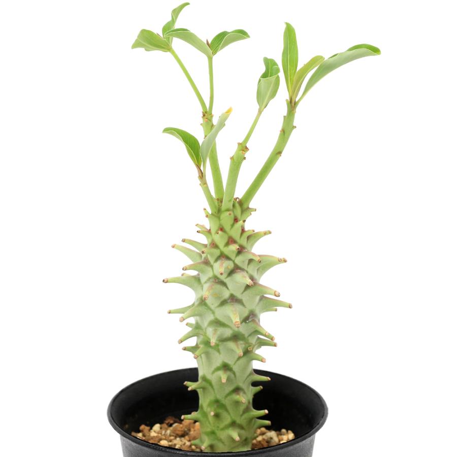 多肉植物）一点物 ユーフォルビア ロンギツベルクローサ 3号（1鉢