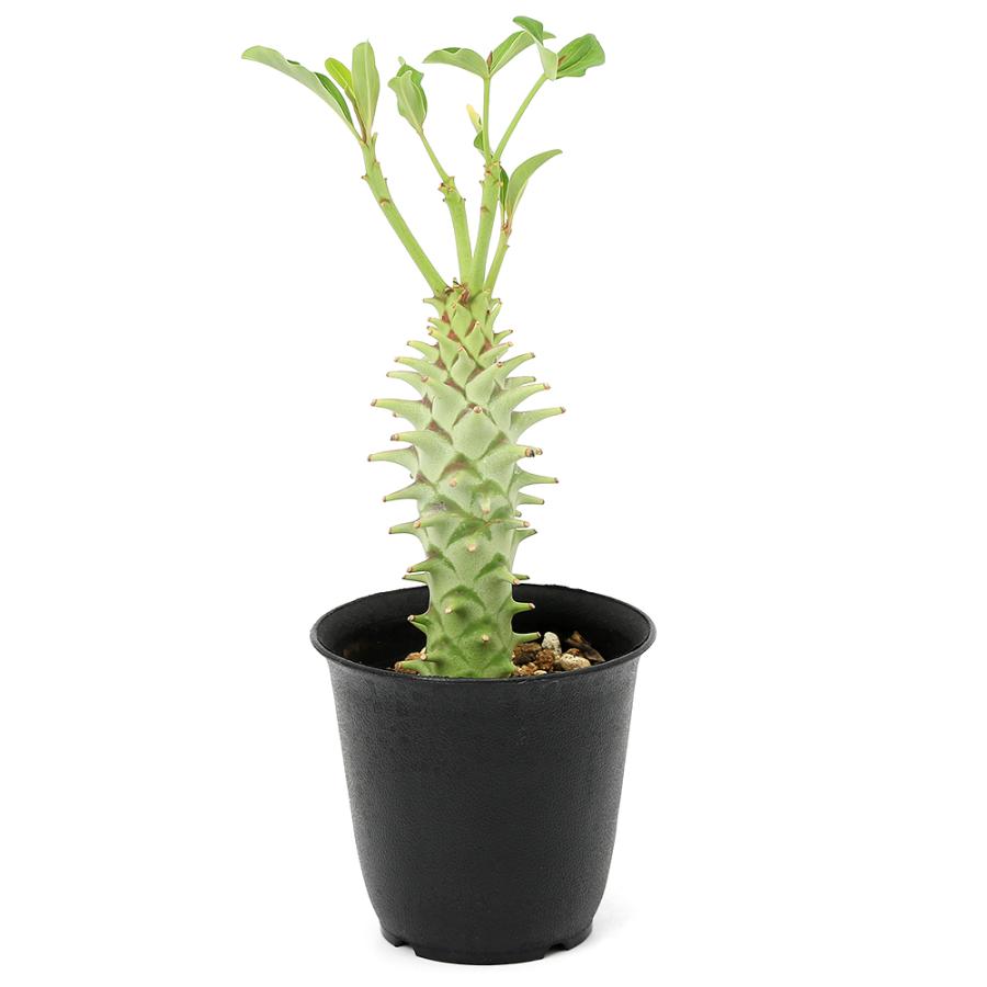 多肉植物）一点物 ユーフォルビア ロンギツベルクローサ 3号（1鉢