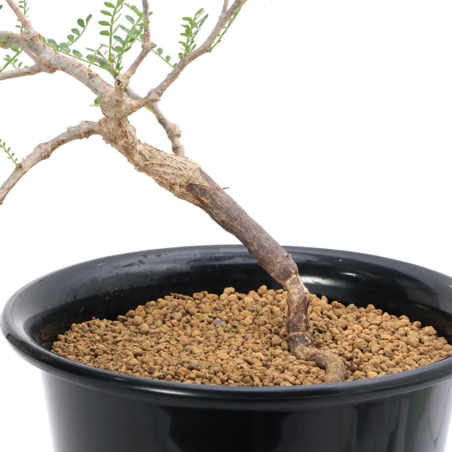 観葉植物）一点物 オペルクリカリア パキプス 実生苗 7号（1鉢）秋