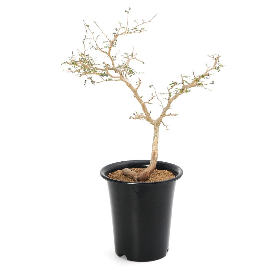 観葉植物）一点物 オペルクリカリア パキプス 実生苗 6号（1鉢）秋