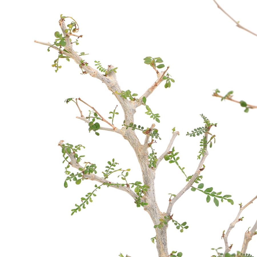 観葉植物）一点物 オペルクリカリア パキプス 実生苗 6号（1鉢）秋