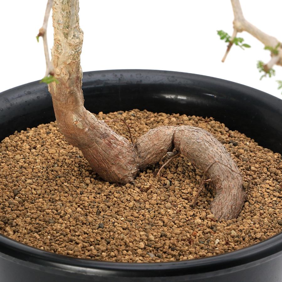 オペルクリカリア・パキプス／6号 観葉植物）一点物 オペルクリカリア パキプス 実生苗 6号（1鉢）秋