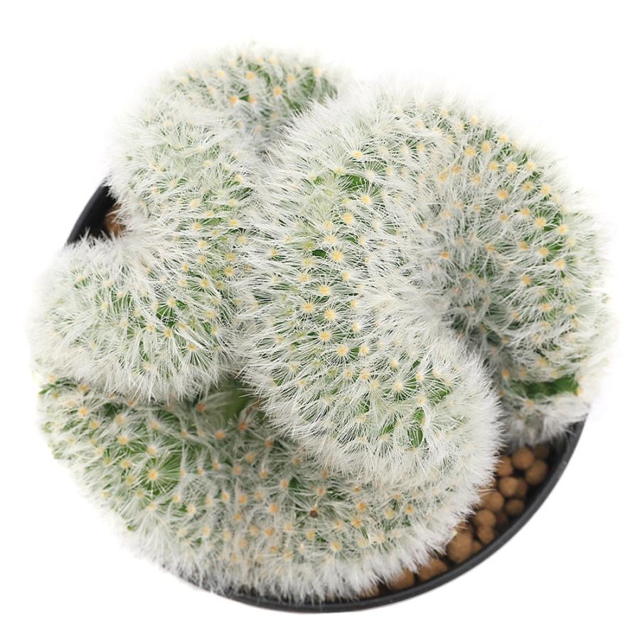 カルメナエ 大株 マミラリア マミラリア カルメナエ – アぺロ・ヒュ―レ