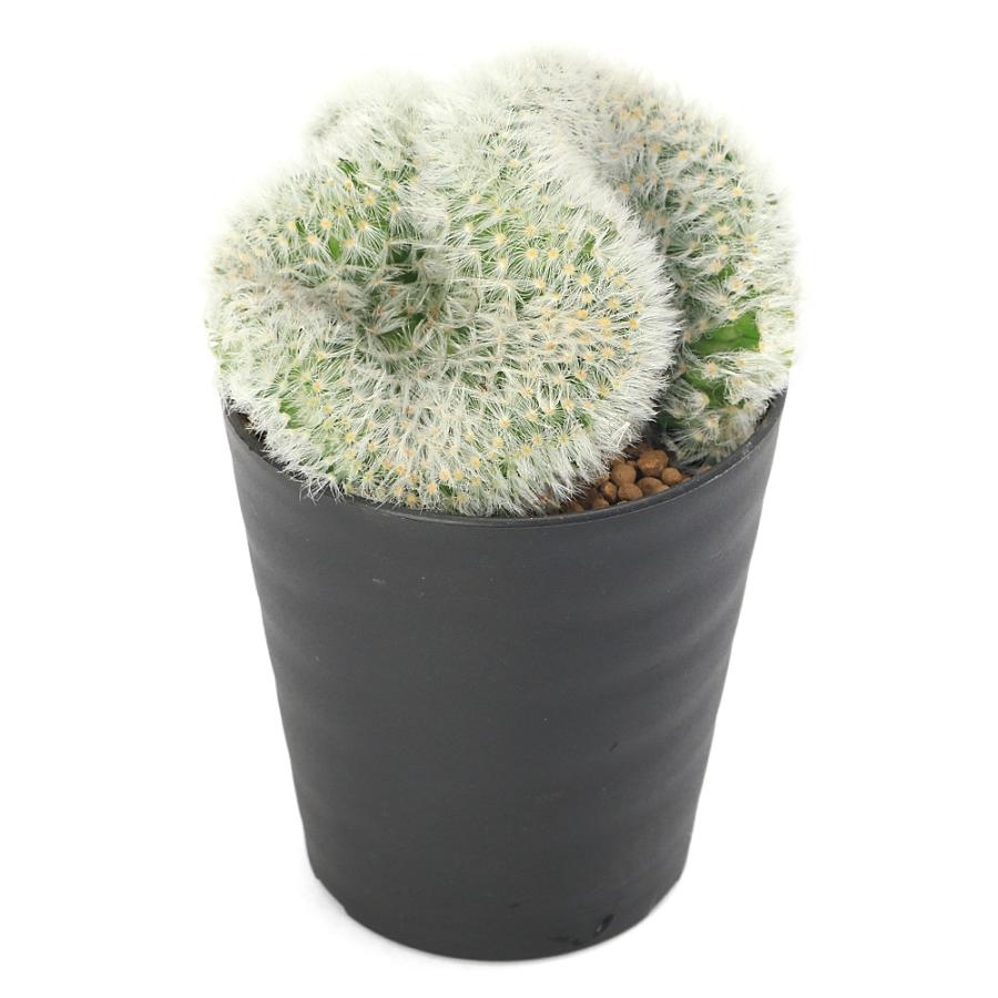 カルメナエ 大株 マミラリア 園芸ネット本店｜サボテン：マミラリア