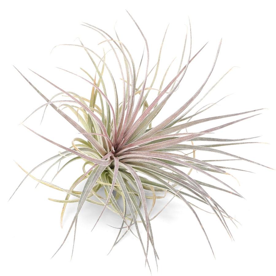 観葉植物）エアープランツ チランジア コットンキャンディ ピンク