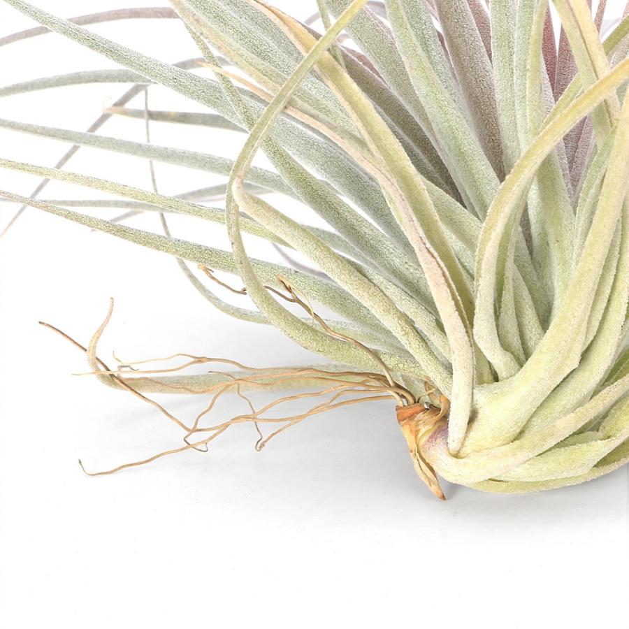 観葉植物）エアープランツ チランジア コットンキャンディ ピンク