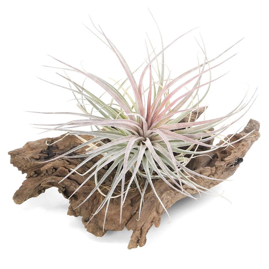 観葉植物）エアープランツ チランジア コットンキャンディ ピンク