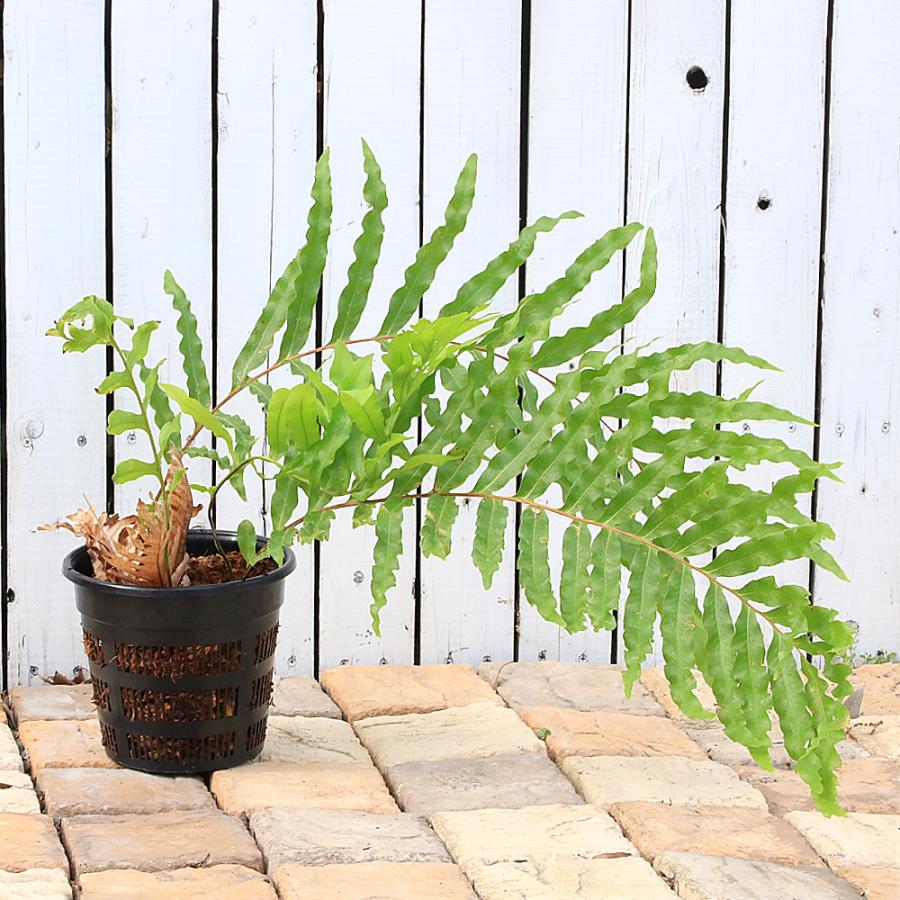観葉植物）一点物 シダ ドリナリア Hybrid 7号（1鉢
