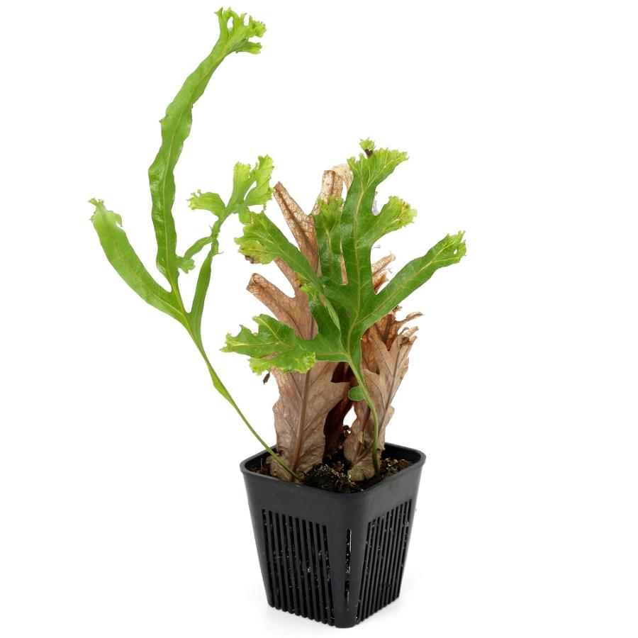 ドリナリア　サイアム　2号ポット ドリナリア サイアム 2号ポット ドリナリア サイアム 2号ポット 観葉