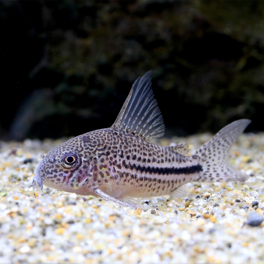 熱帯魚 コリドラス wild