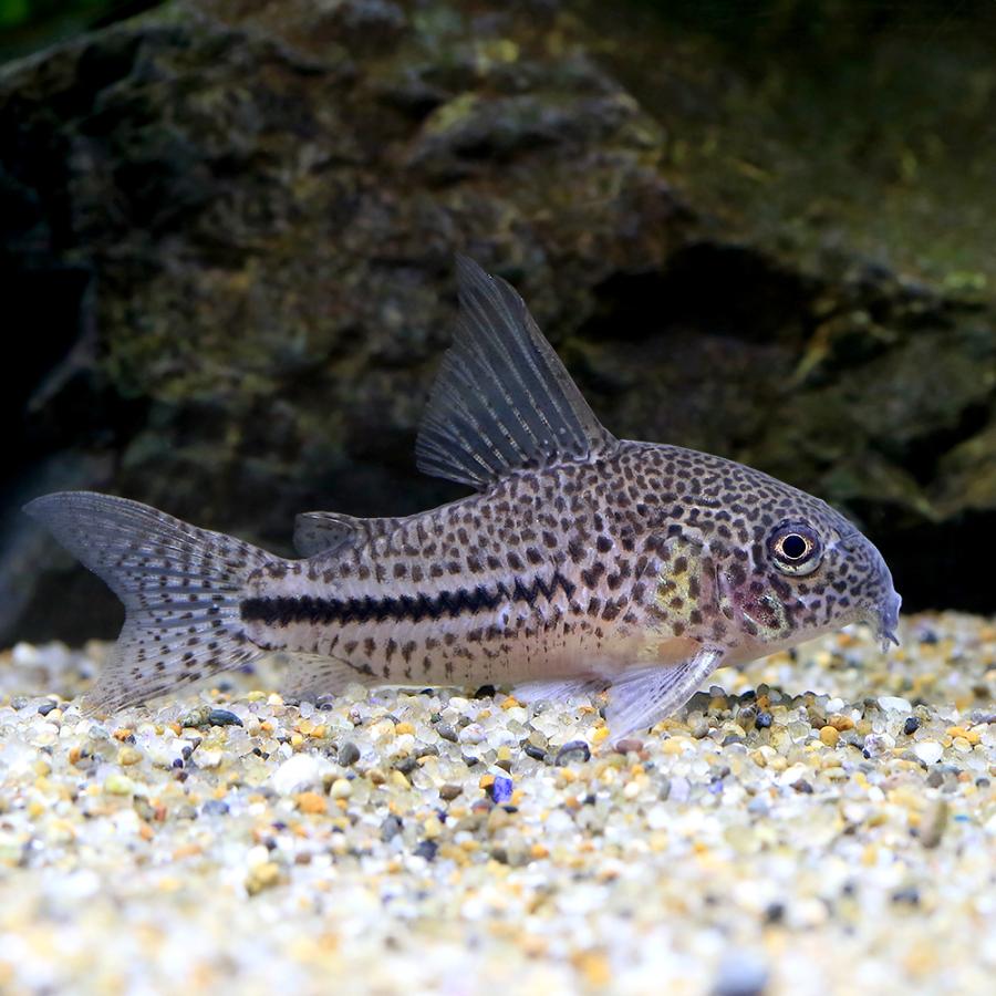熱帯魚）コリドラス・アクレボンディ（ワイルド）（1匹） 北海道
