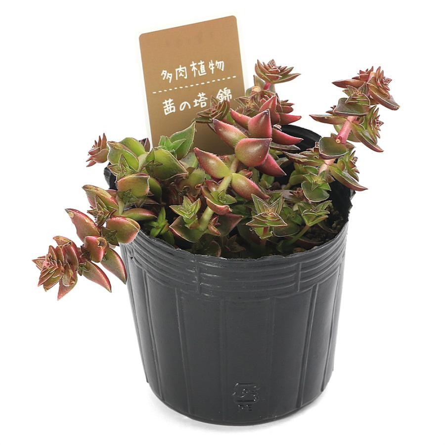 多肉植物）クラッスラ 茜の塔 錦 ポット植え（1ポット） : チャーム