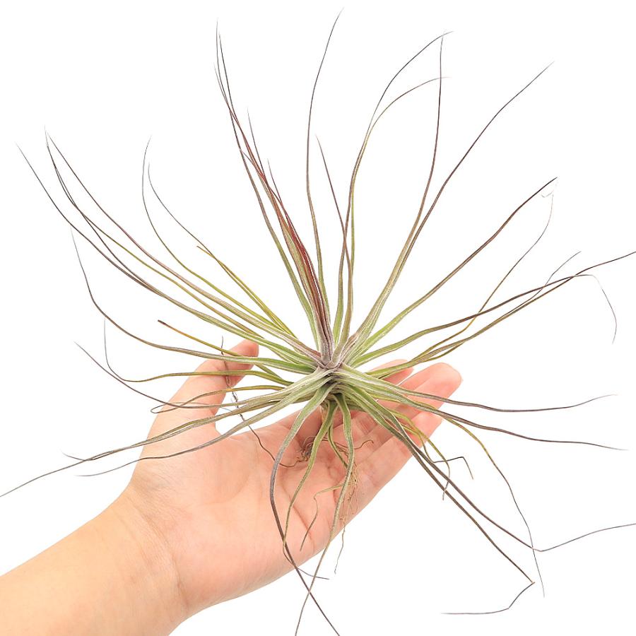 観葉植物）エアープランツ チランジア シーディアナ レッド（1株