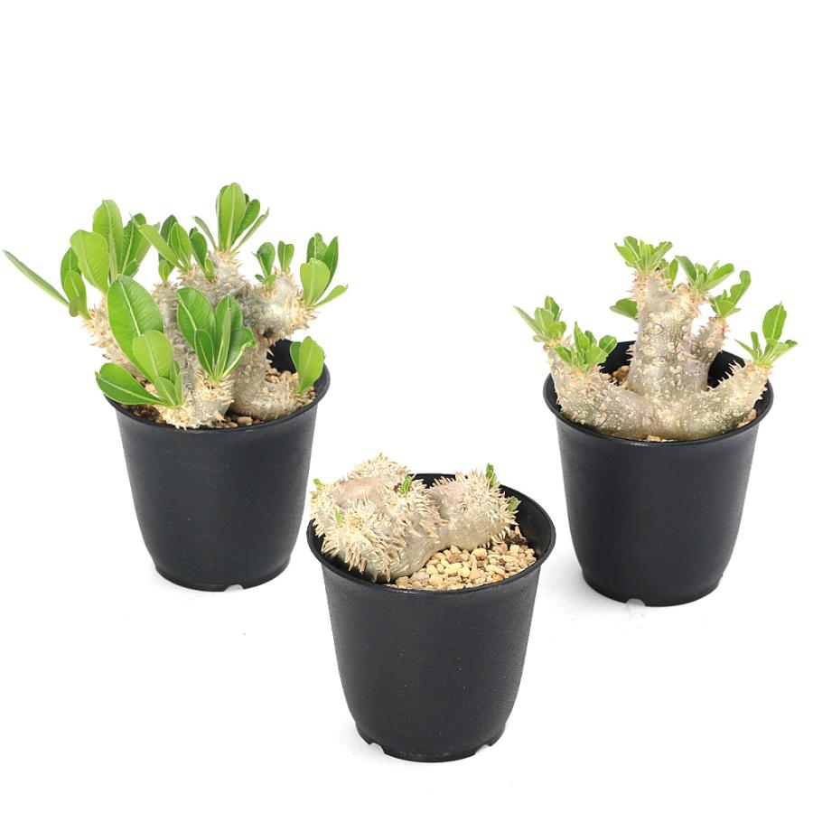 多肉植物）パキポディウム デンシカウレ 恵比寿大黒 実生苗 3号