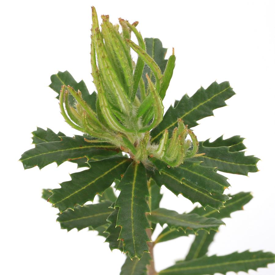 観葉植物）バンクシア ヘアピン（スピヌロサ） 4号（1ポット