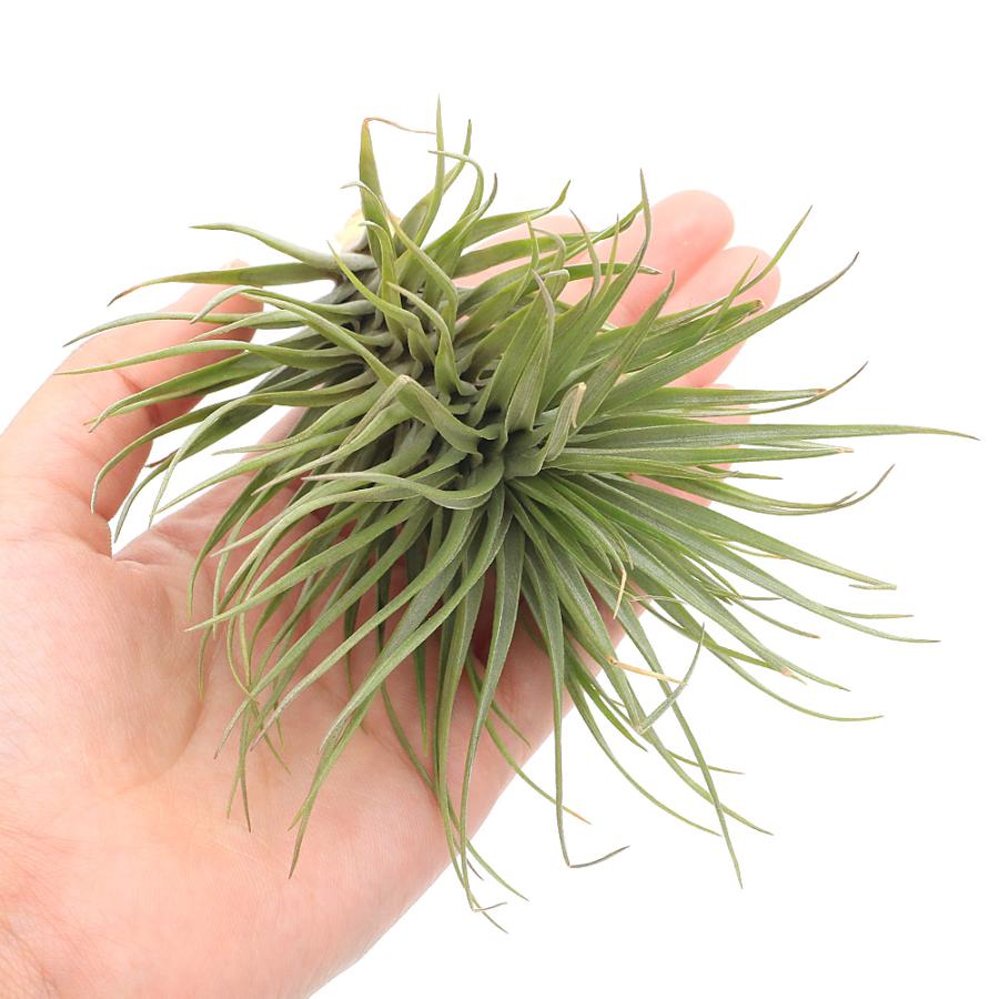 観葉植物）エアープランツ チランジア テヌイフォリア サキシコラ（1