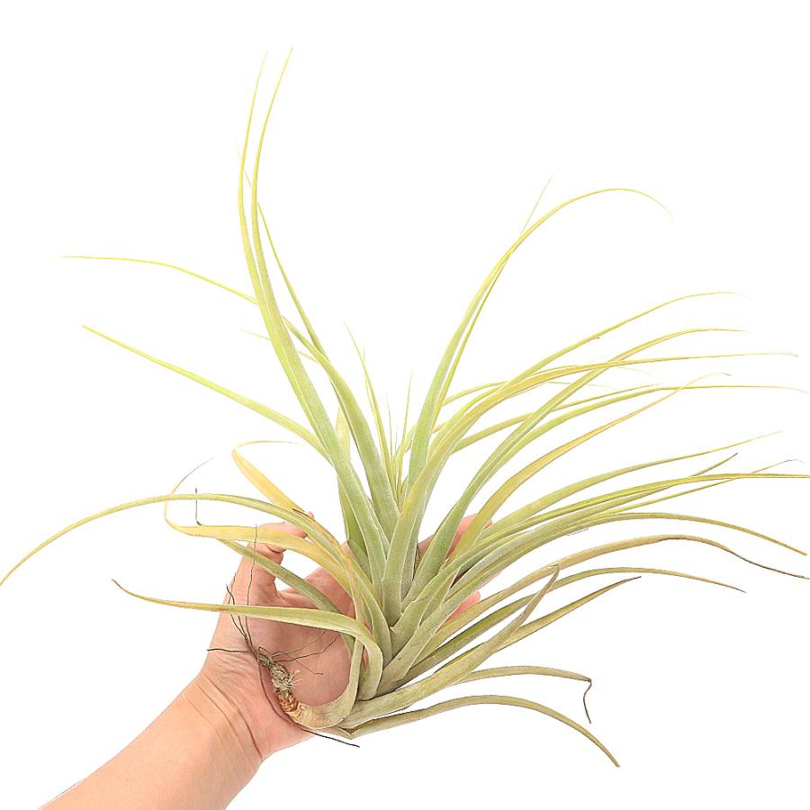 観葉植物）エアープランツ チランジア ラティフォリア ディバリカータ