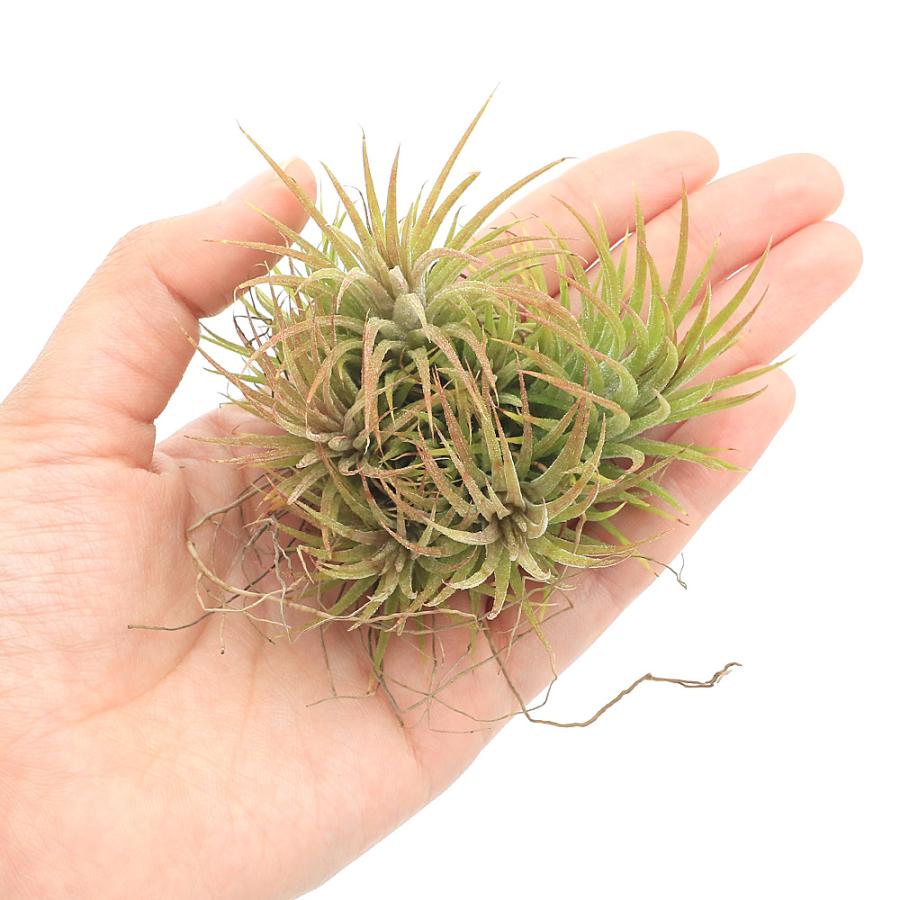 観葉植物）エアープランツ チランジア イオナンタ ハムエムラ クランプ