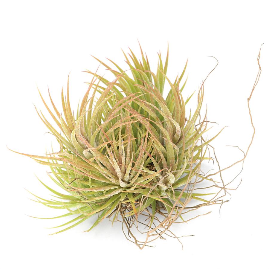 観葉植物）エアープランツ チランジア イオナンタ ハムエムラ クランプ