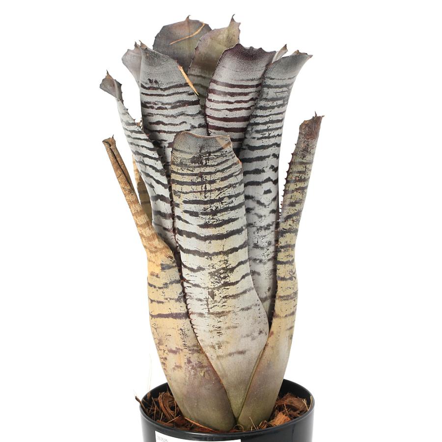 観葉植物）一点物 エクメア チャンティニー ハイブリッド 4号（1鉢