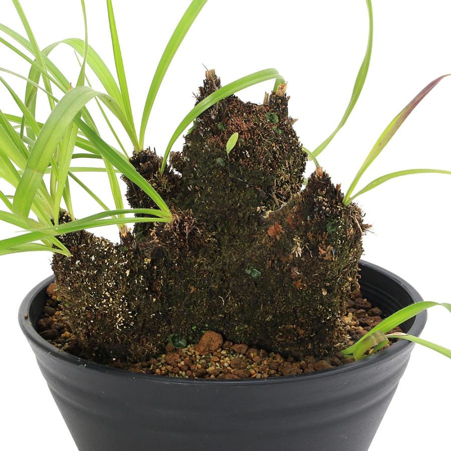 キセロフィタ　トリコフィラ　現地株　発根済み キセロフィタ トリコフィラ 発根済み キセロフィタ トリコフィラ