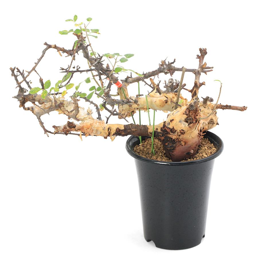 多肉植物）一点物 コミフォラ カタフ ターカネンシス 5号 秋〜春落葉