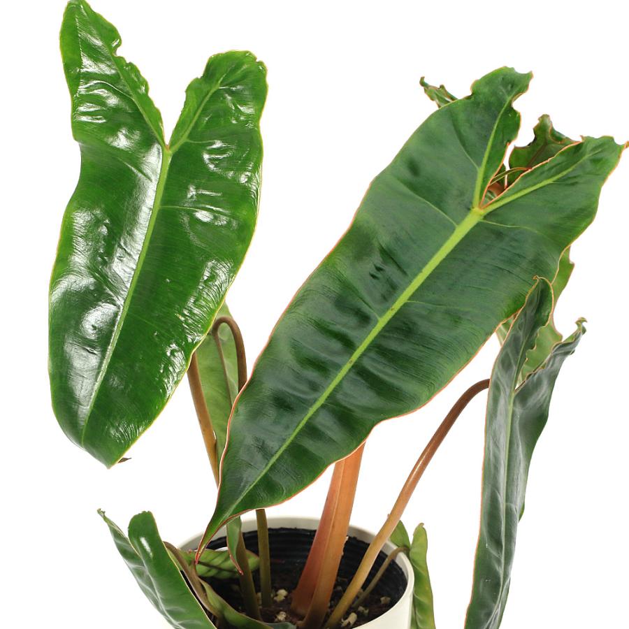 観葉植物）フィロデンドロン ビレッタエ 4号（1鉢） : チャーム