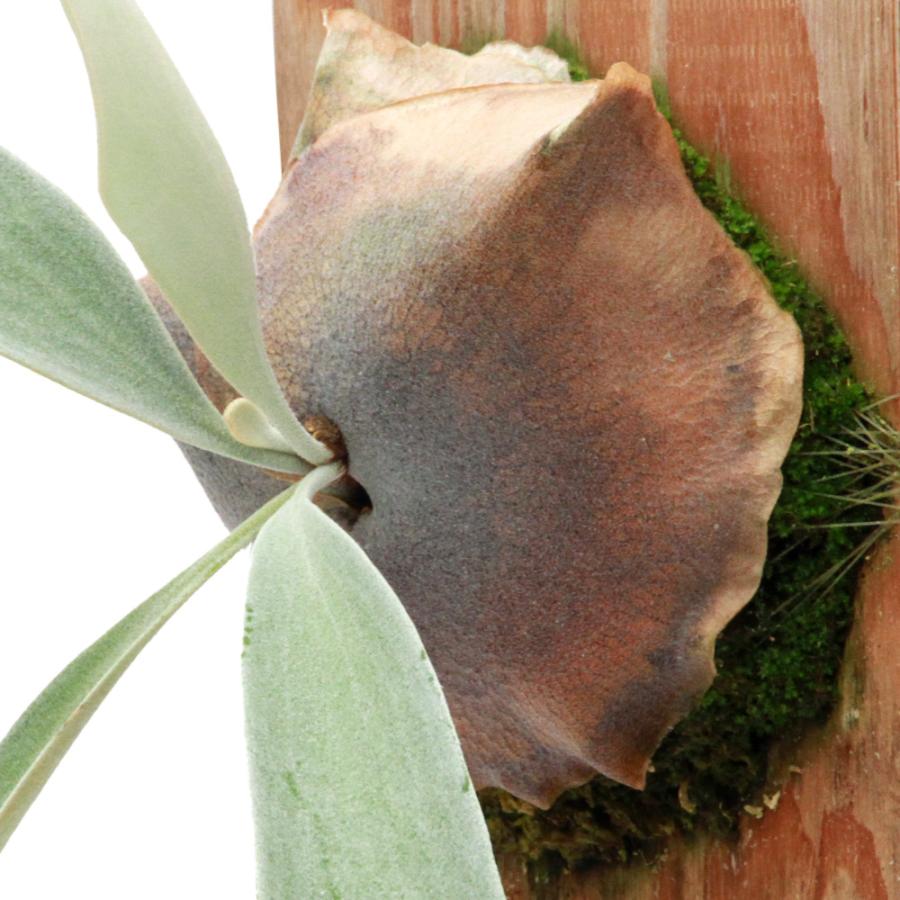 観葉植物）一点物 ビカクシダ sp． OMO ホワイトラバー 板付け