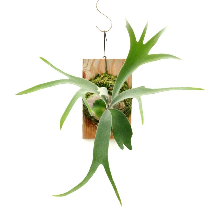 観葉植物）一点物 ビカクシダ ラナ 板付け（1株） : チャーム