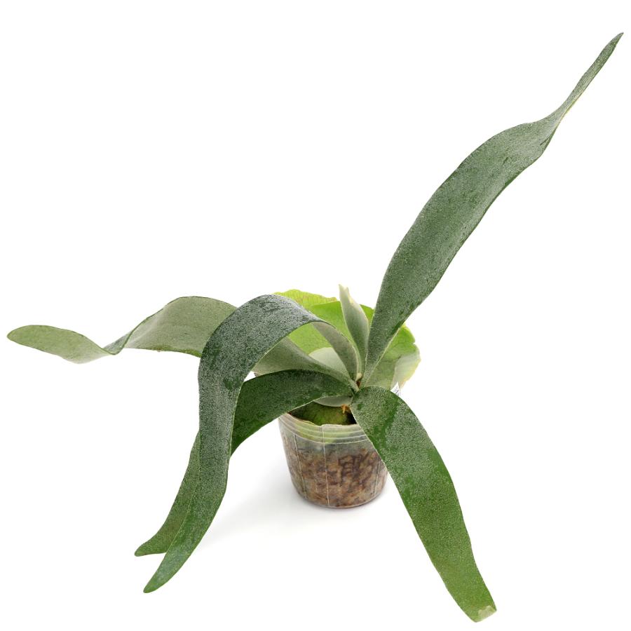 観葉植物）ビカクシダ ホワイト＆シャイン（ヴィーチー×ビフルカツム