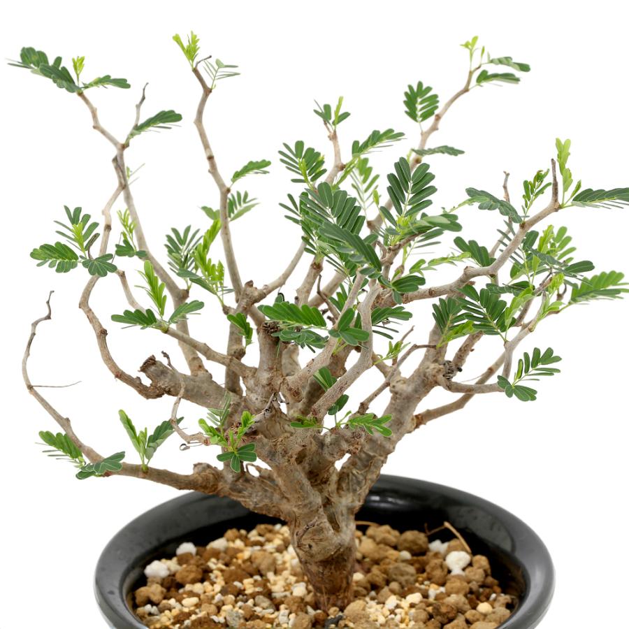 観葉植物）一点物 センナ メリディオナリス 実生株 5号（1鉢