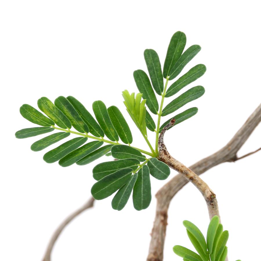 観葉植物）一点物 センナ メリディオナリス 実生株 5号（1鉢