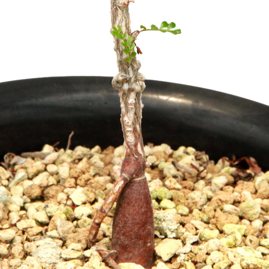 多肉植物）一点物 オペルクリカリア パキプス 実生苗 5号