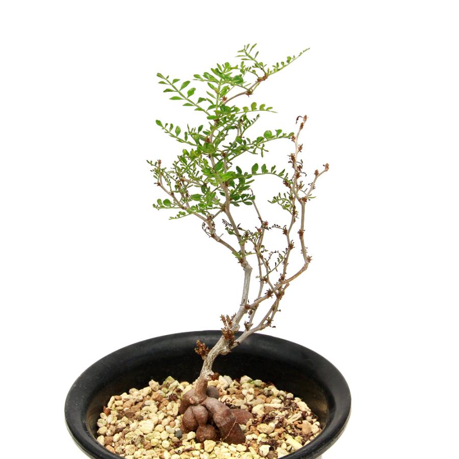 2026年2月】パキプス（植木鉢）のおすすめ人気ランキング - Yahoo