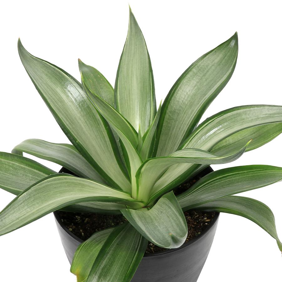 多肉植物）アガベ クイックシルバー 6号（1鉢） : チャーム charm