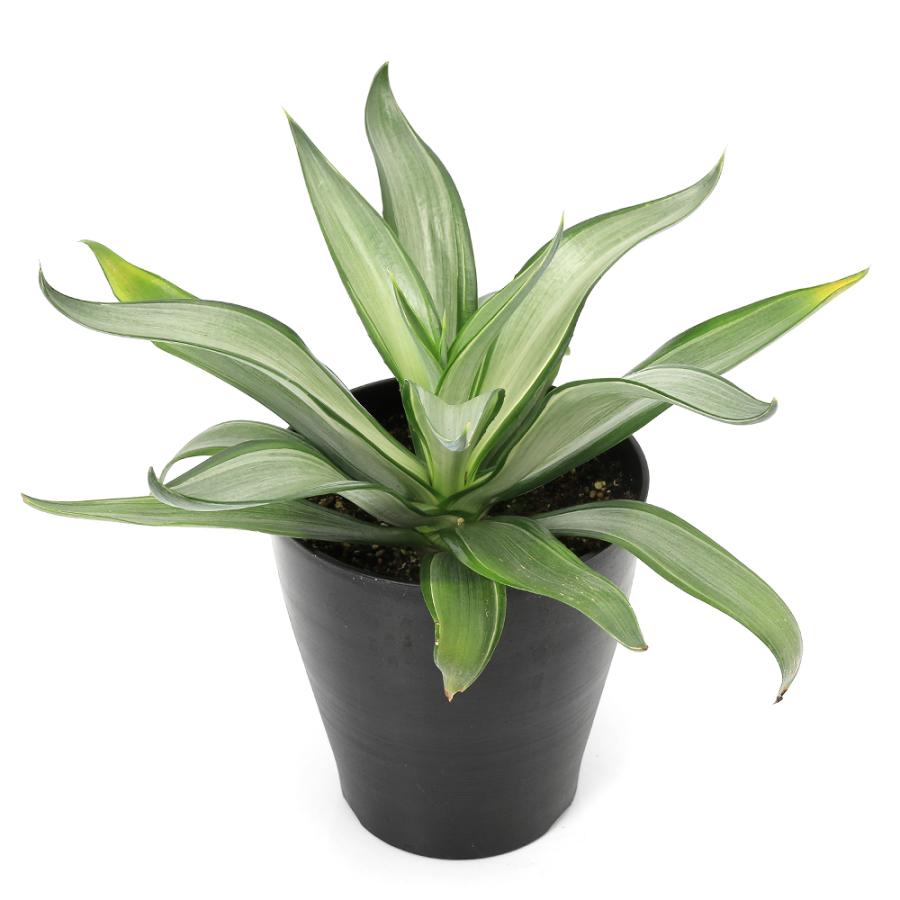 多肉植物）アガベ クイックシルバー 6号（1鉢） : チャーム charm