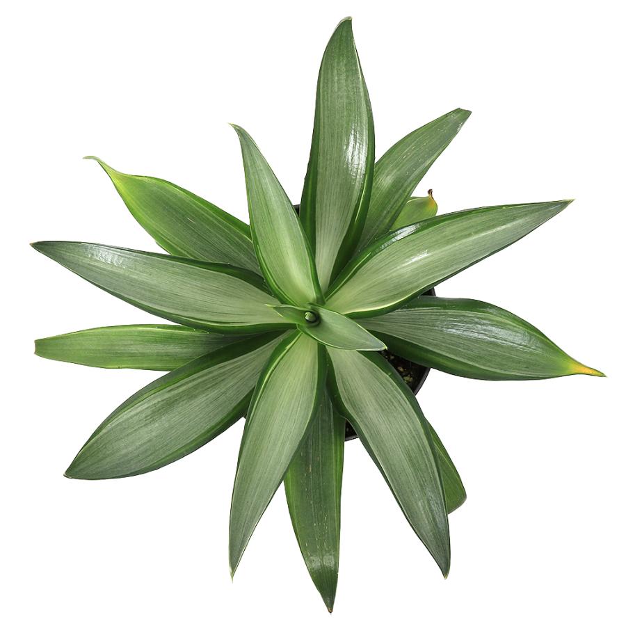 多肉植物）アガベ クイックシルバー 6号（1鉢） : チャーム charm