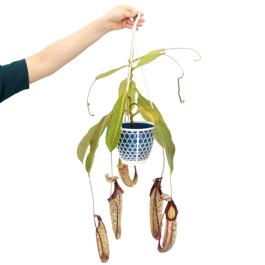 食虫植物）ウツボカズラ ネペンテス キクチ 吊り鉢タイプ 5号