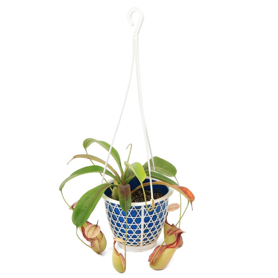 食虫植物）ウツボカズラ ネペンテス ピンクブッシュ 吊り鉢タイプ 5号