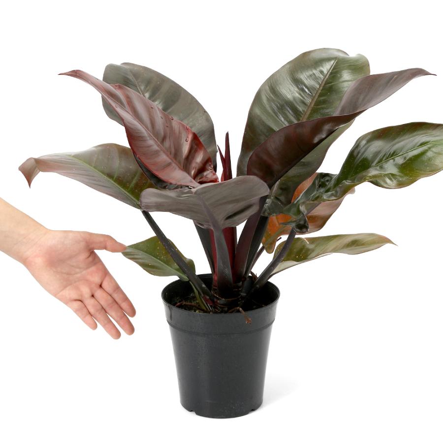 フィロデンドロン ブラックカージナル 大型 フィロデンドロン ブラック