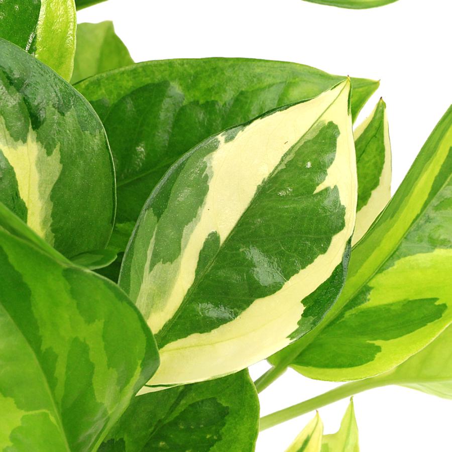 観葉植物）ポトス エメラルド 3号（1ポット） : チャーム charm