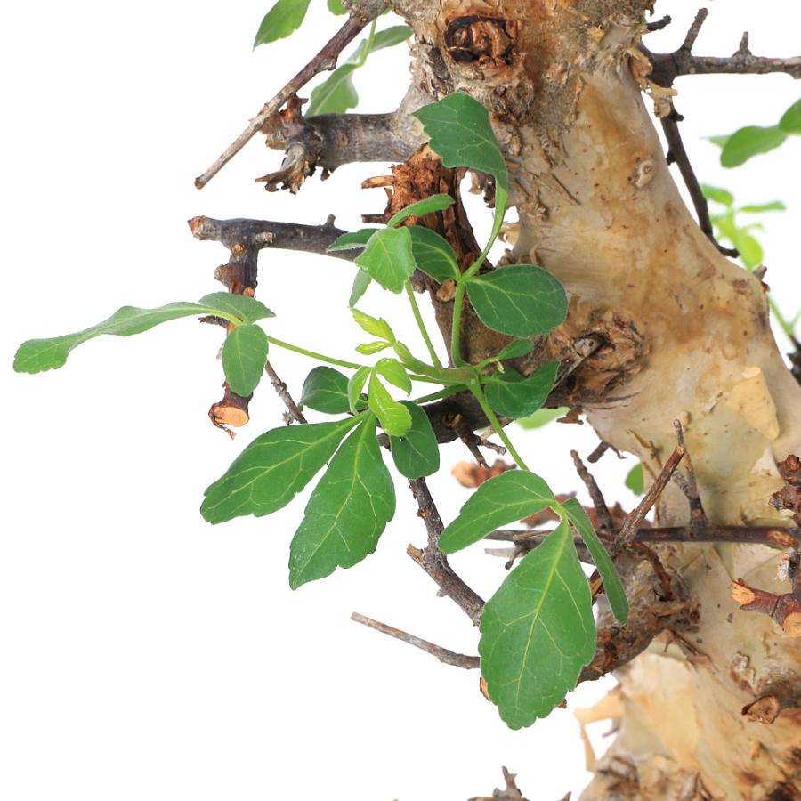 観葉植物）一点物 コミフォラ カタフ ターカネンシス 秋〜春落葉 枝