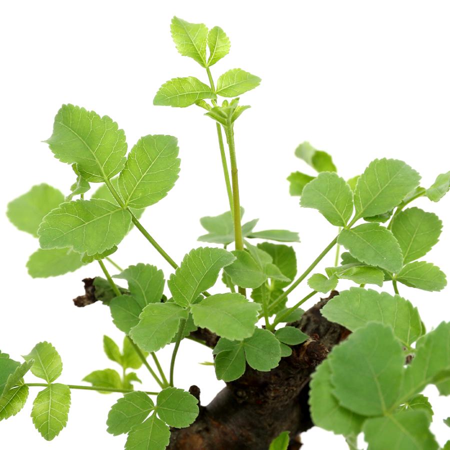 観葉植物）一点物 コミフォラ ボラネンシス 秋〜春落葉 枝カット