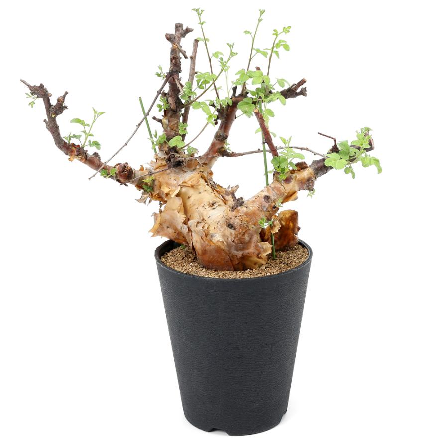 【N/OHコラボ鉢付】コミフォラ ホルトジアナ　発根済　灌木 塊根 コーデックス N/OHコラボ鉢付】コミフォラ ホルトジアナ 発根済 灌木 塊根