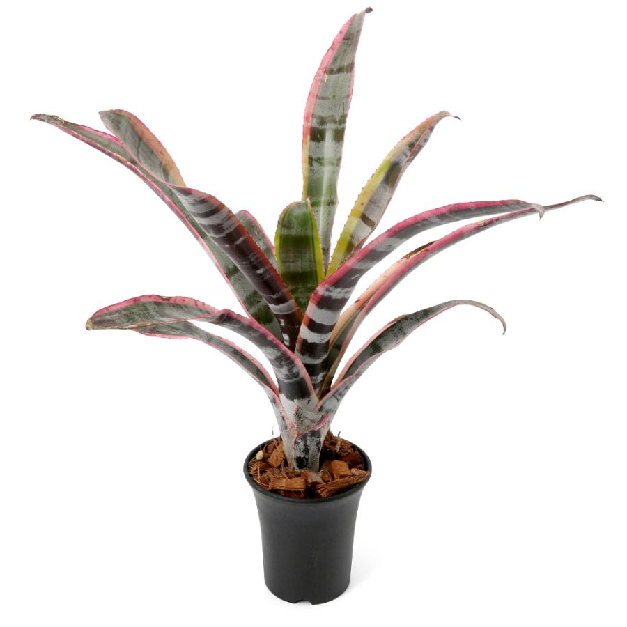 観葉植物）一点物 エクメア オト 3号（1鉢）タンクブロメリア