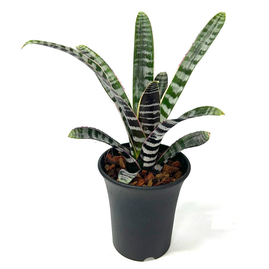 観葉植物）一点物 エクメア オト 3号（1鉢）タンクブロメリア