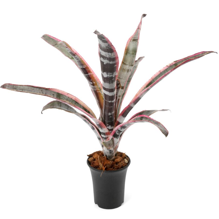 観葉植物）一点物 エクメア オト 3号（1鉢）タンクブロメリア